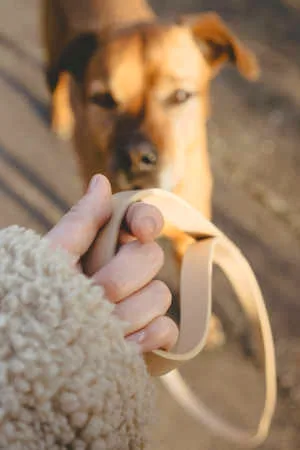 pet_accessories
